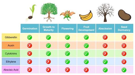 bioninja plant biology.